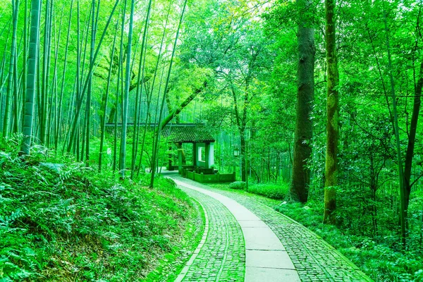 Foresta Bambù Cina — Foto Stock