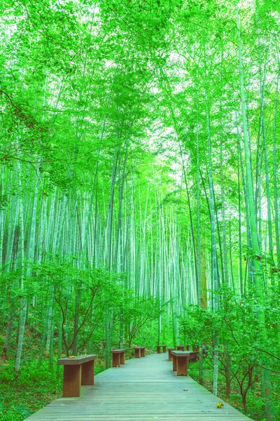 中国竹林 — 图库照片