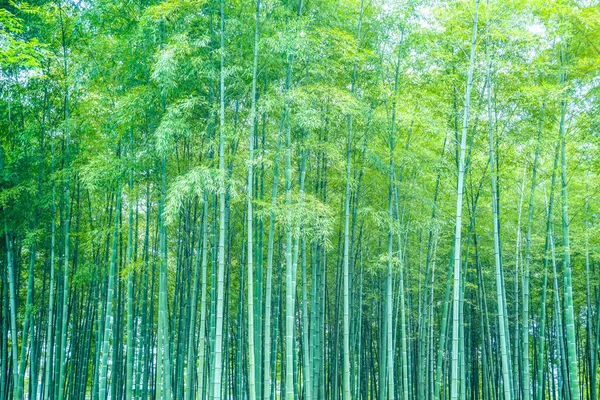 Forêt Bambous Chine — Photo