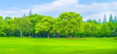 Çin, Asya 'daki orman ağaçları.