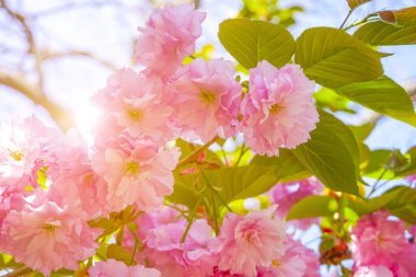 sulu kırmızı olgun kiraz