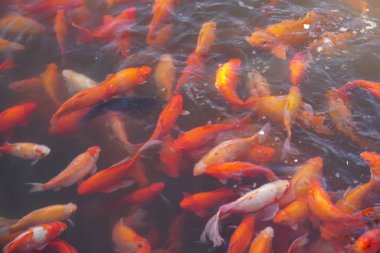 Balık havuzu sazan arka planı