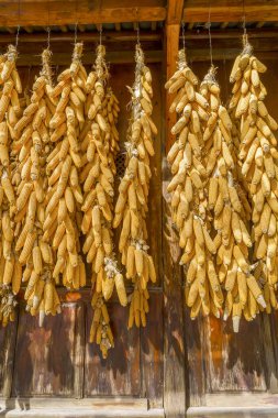 Mısır doğal gıda arka planı