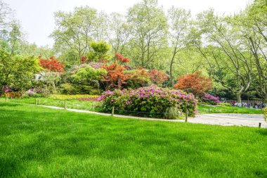 Park çiçekleri yeşil