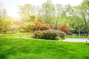 Park çiçekleri yeşil