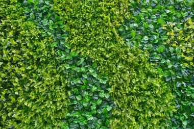 Çin 'de yeşil duvar, Asya