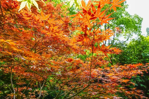Färgglada Blad Hösten — Stockfoto