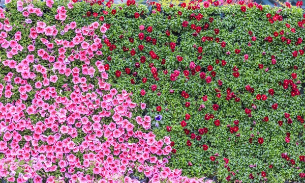 花の植物壁の背景 — ストック写真