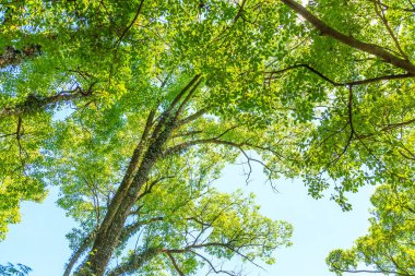 Çin 'de park ormanı