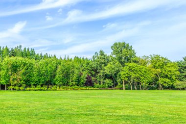 Parktaki yeşil ağaçlar