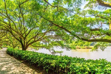 Çin 'de park ormanı