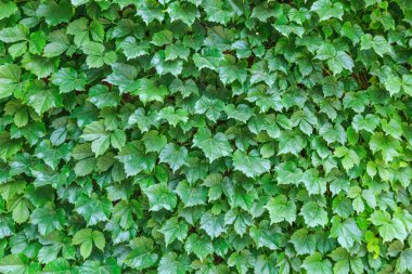 Yeşil bitki duvarı arkaplanı