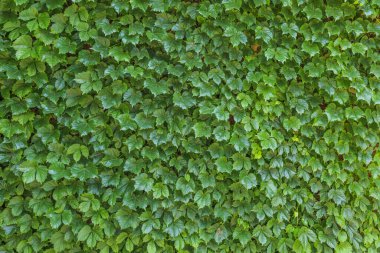 Yeşil bitki duvarı arkaplanı