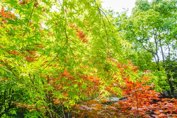 Färgglada Blad Hösten — Stockfoto