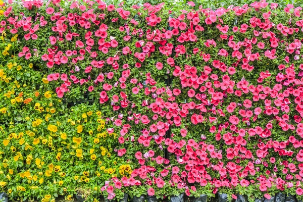 花の植物壁の背景 — ストック写真