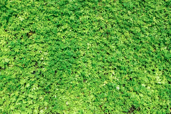 Grüne Pflanzenwand Hintergrund — Stockfoto