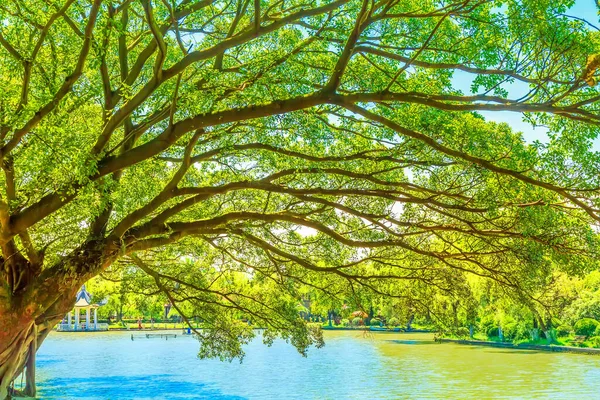 Parkwälder China — Stockfoto