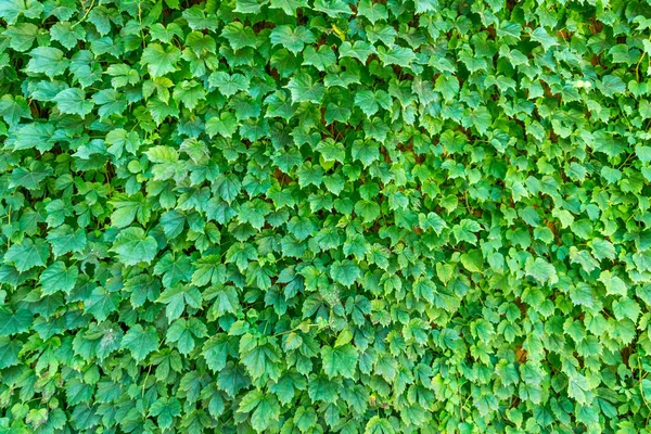 绿色植物墙背景 — 图库照片
