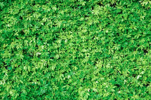 Green plant wall background