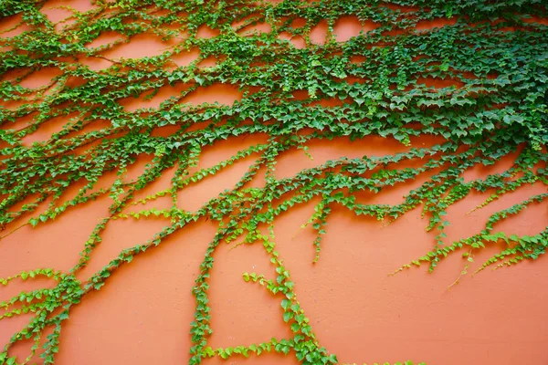 亚洲的墙体植物 — 图库照片