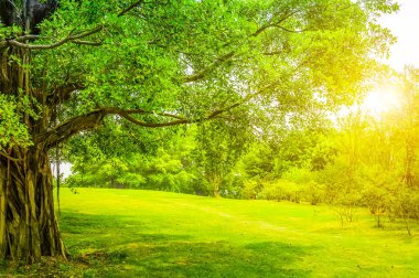 Parktaki yeşil ağaçlar