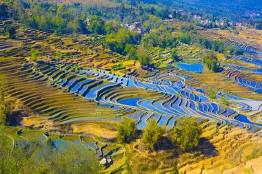 Yunnan Yuanyang terasları