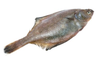 Beyaz arkaplanda dil balığı