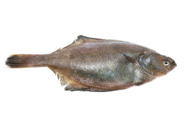 Beyaz arkaplanda dil balığı