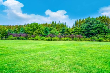 Parktaki yeşil orman çimleri