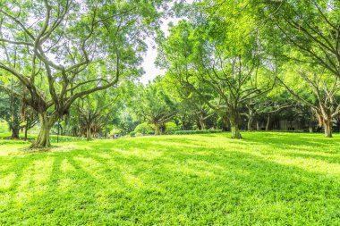 Çin 'de park ormanı