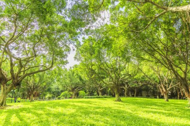 Çin 'de park ormanı
