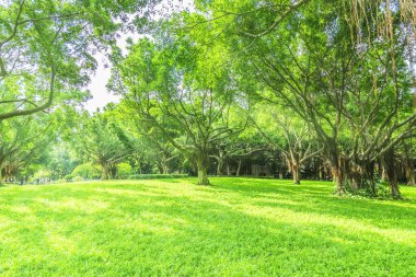 Çin 'de park ormanı