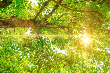 Parktaki yeşil orman.