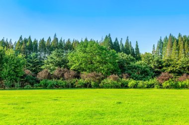 Parktaki yeşil orman çimleri