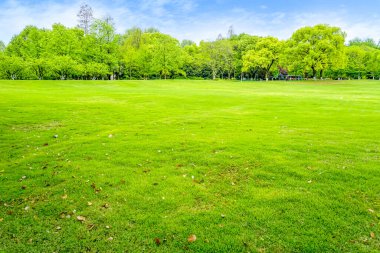 Parktaki yeşil orman çimleri