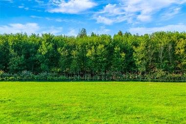 Parktaki yeşil orman çimleri