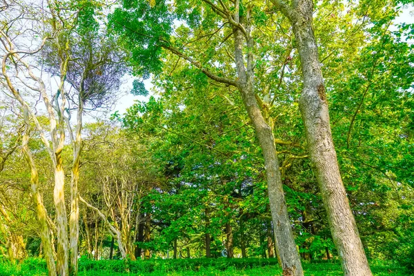 Grüne Wälder Park — Stockfoto