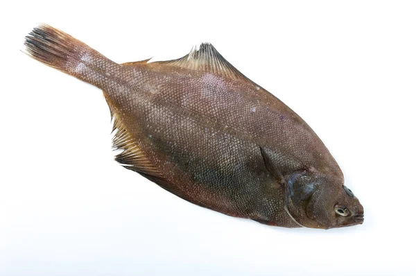 Beyaz Arkaplanda Dil Balığı — Stok fotoğraf