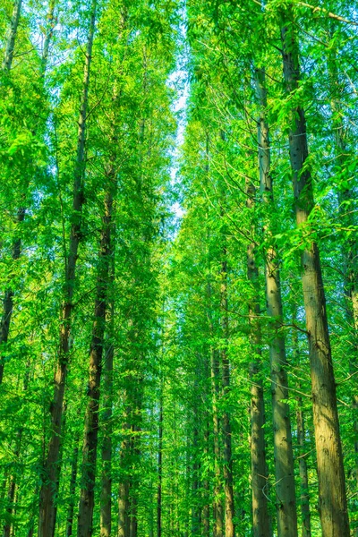 Parkera Gröna Träd Kina — Stockfoto