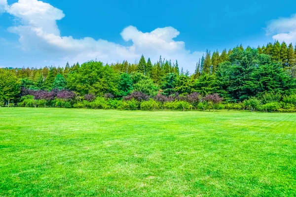 Parktaki yeşil orman çimleri