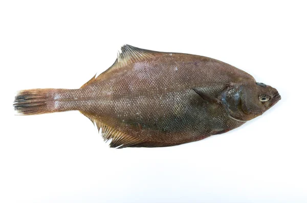Flatfish Bílém Pozadí — Stock fotografie