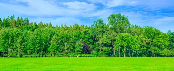 Parktaki yeşil orman.