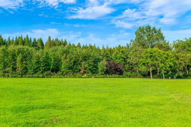 Parktaki yeşil orman çimleri