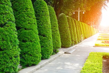 Çin 'de park ormanı