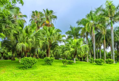 Çin 'de park ormanı