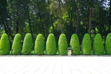 Çin 'de park ormanı