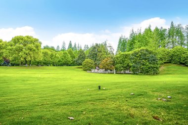 Parktaki yeşil orman çimleri