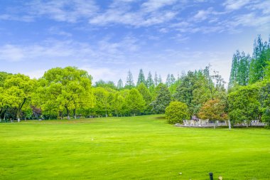 Parktaki yeşil orman çimleri