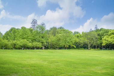 Parktaki yeşil orman çimleri