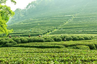 Hangzhou Batı Gölü Longjing Çay Bahçesi